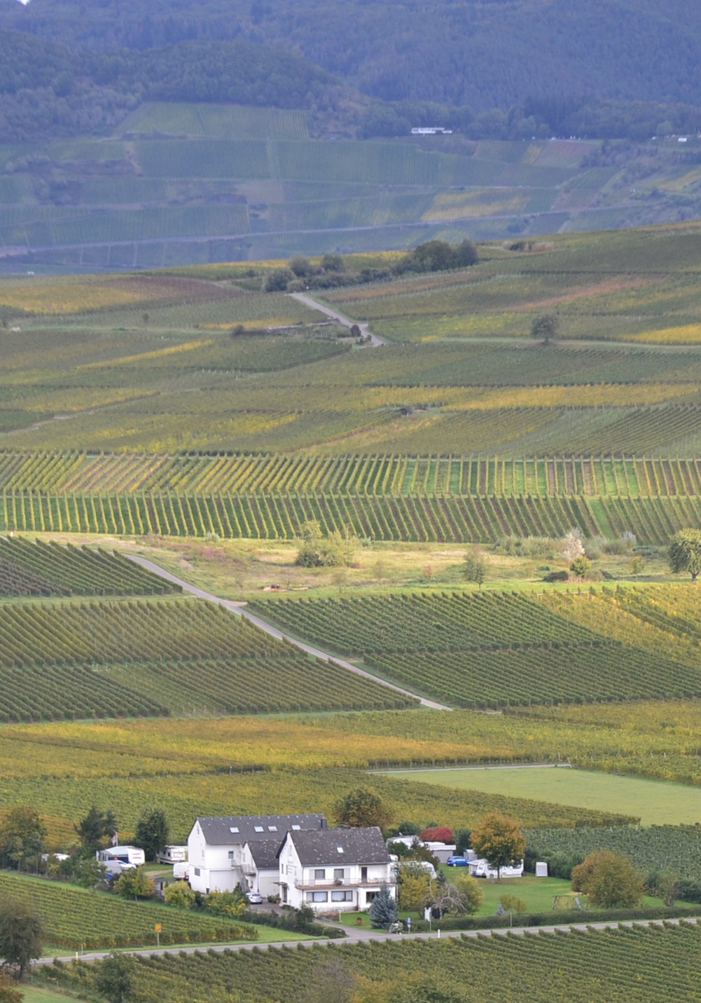 Weingut Schmitthof Appartment "Riesling" - Objektnummer: 601409